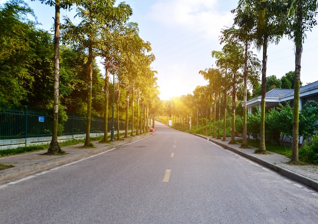 A estrada está na floresta