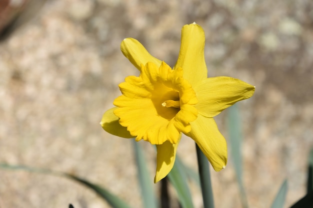 A flor da flor de narciso amarelo desabrochando em um jardim.