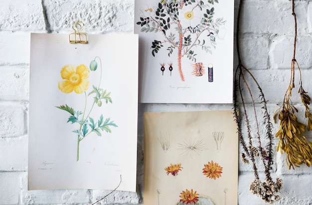 A foto vai desenhando a coleção de flores em uma moldura