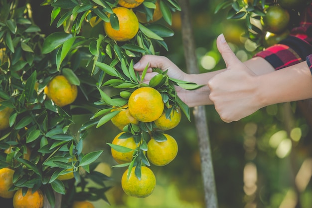 A jovem mulher no jardim colhe a laranja no jardim.