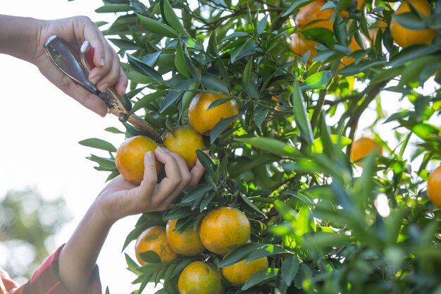 A jovem mulher no jardim colhe a laranja no jardim.