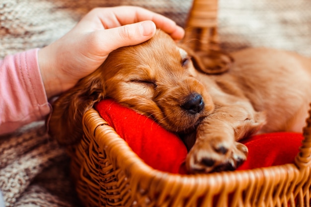 Foto grátis a linda garota embarcando uma cesta com cachorro