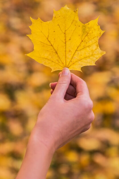 A mão da mulher está segurando uma folha de bordo amarela em um fundo amarelo ensolarado de outono. Conceito de outono ensolarado.