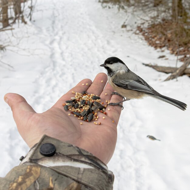 A mão de uma pessoa com sementes alimentando um pardal