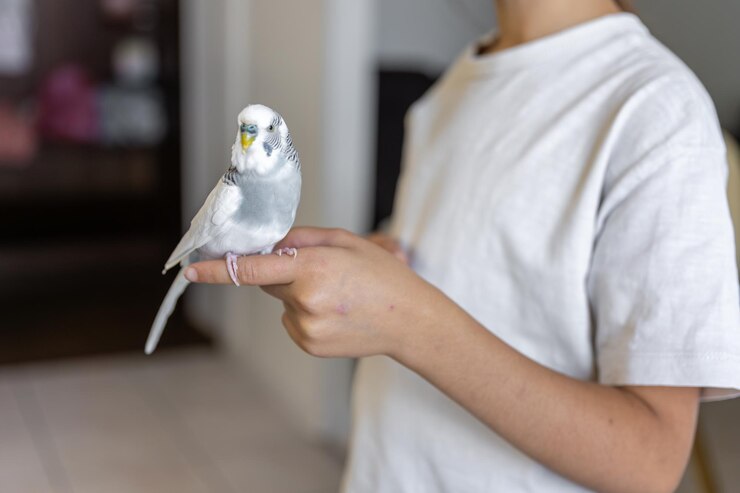 Foto grátis a menina está segurando um papagaio ondulado azul e branco em suas mãos em close-up