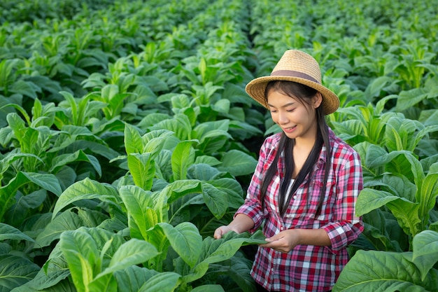 A mulher do agricultor olha o tabaco no campo.