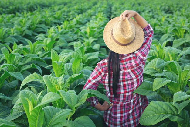 A mulher do agricultor olha o tabaco no campo.