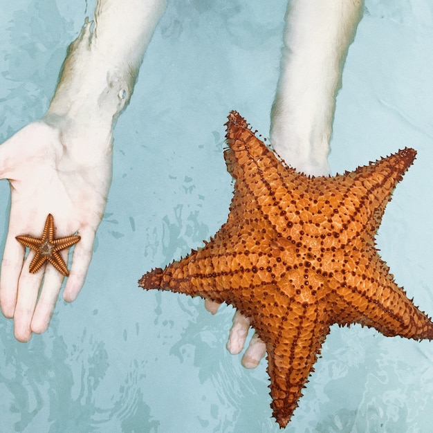 A mulher segura em suas mãos pequena e grande estrela do mar