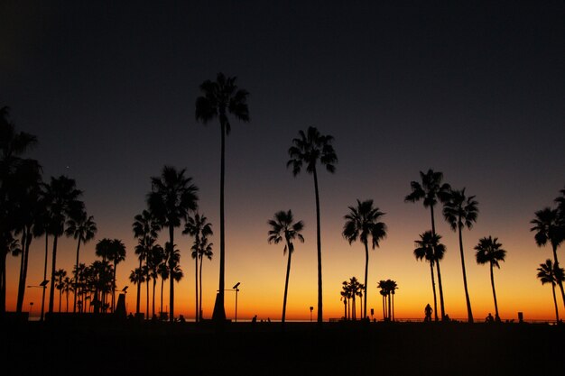 A noite paira sobre palmeiras altas na costa do oceano