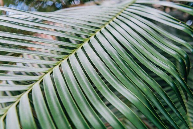 A planta verde deixa o fundo