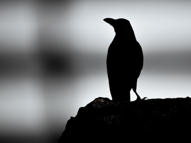 A silhueta de um corvo em tons de cinza está em uma rocha