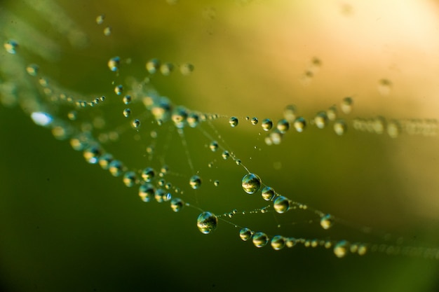 A teia com água cai em verde e amarelo