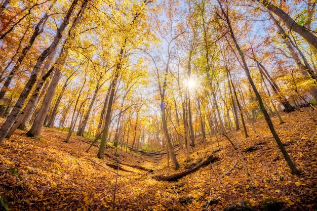 A visão do worm de um raio de sol por entre as árvores de outono na encosta de uma montanha