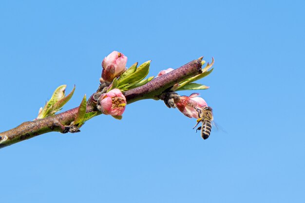 Abelha coletando pólen de uma árvore de pêssego florescendo.