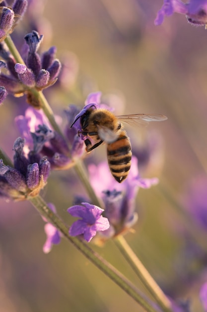 Abelha de alto ângulo na planta de lavanda