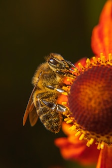 Abelha de mel coberta com pólen amarelo bebida néctar polinização flor inspiradora flor natural...