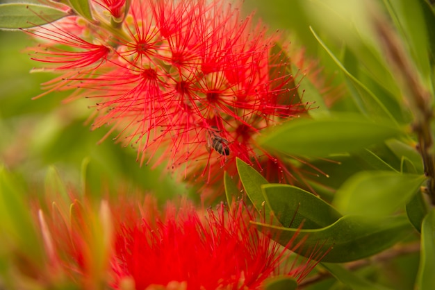 Abelha de mel vermelho garrafa de garrafa Callistemon néctar de flores voar voando