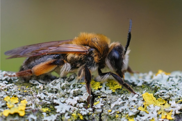 Abelha mineira fêmea colorida de gás cinza (a tíbia de Andrena era) em um galho coberto de líquen