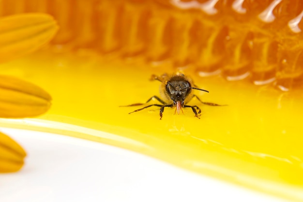 Abelha no fundo do favo de mel fresco. insetos e alimentos vitamínicos orgânicos