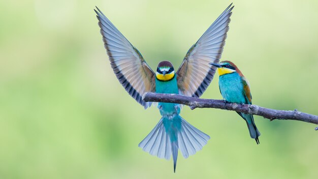 Abelharucos com penas multicoloridas sentados no galho de uma árvore