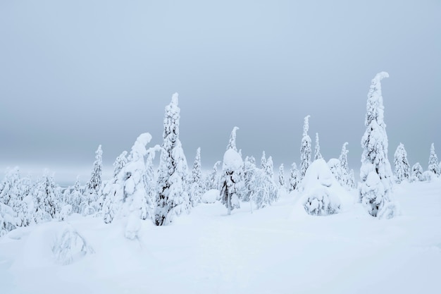 Abetos cobertos de neve no Parque Nacional Riisitunturi, Finlândia