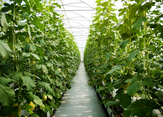 Abóbora Verde Exuberante Plantas Árvores Natureza