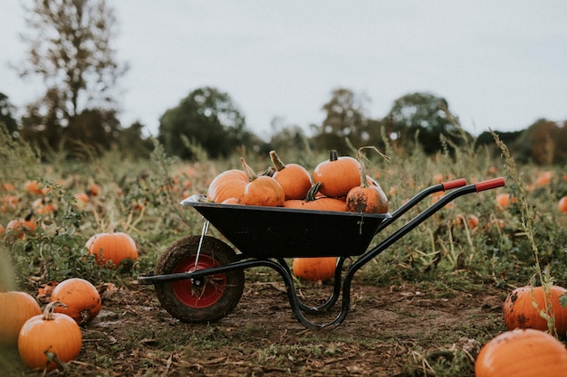 Abóboras de Halloween em um carrinho de mão sombrio de outono