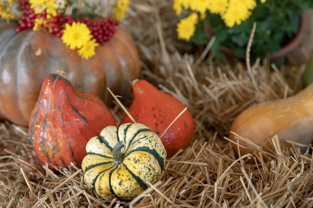 Abóboras grandes entre palha e flores, estilo rústico, colheita de outono.