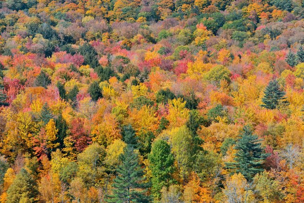 Abstrato da floresta de outono de Stowe, Vermont