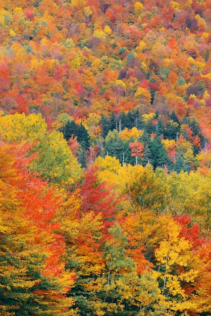 Abstrato de folhagem colorida em White Mountain, New Hampshire.