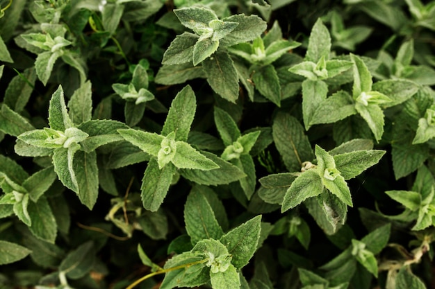 Acima vista plantas verdes