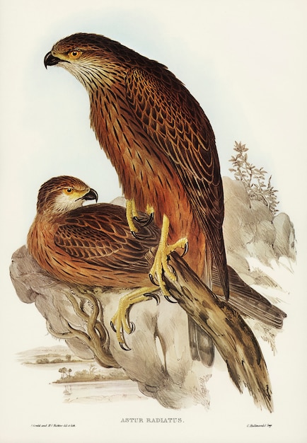 Foto grátis açor irradiado (astur radintus) ilustrado por elizabeth gould