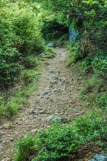 Adiante, floresta, ambiente, paisagem, trilhas, cénico