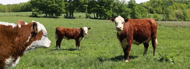 Adoráveis vacas marrons no gramado cercado por árvores