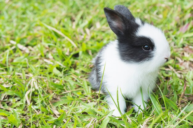 Adorável bebê 2 semanas coelho tailandês