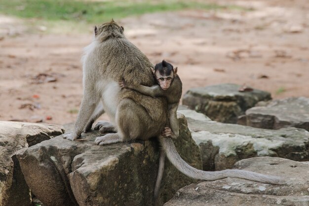 Adorável bebê macaco abraçando as costas da mãe