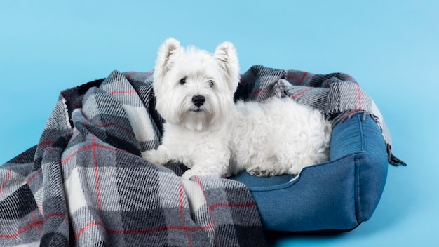 Adorável cachorrinho branco isolado no azul