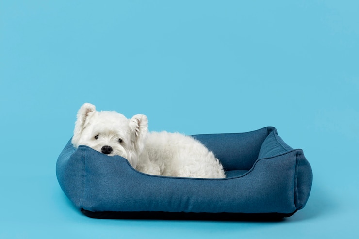 Foto grátis adorável cachorrinho branco