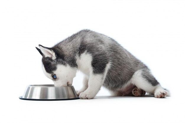 Adorável cachorrinho husky siberiano sentado isolado no branco comendo comida de uma tigela de copyspace.