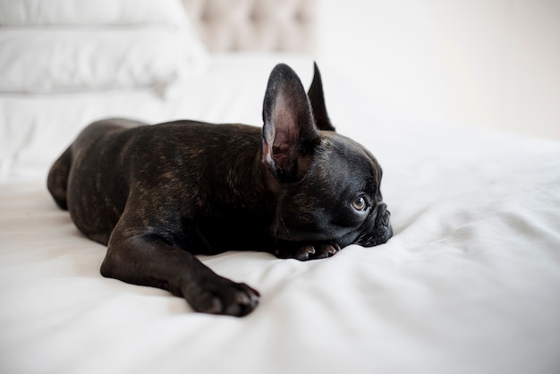 Adorável cachorrinho olhando para longe