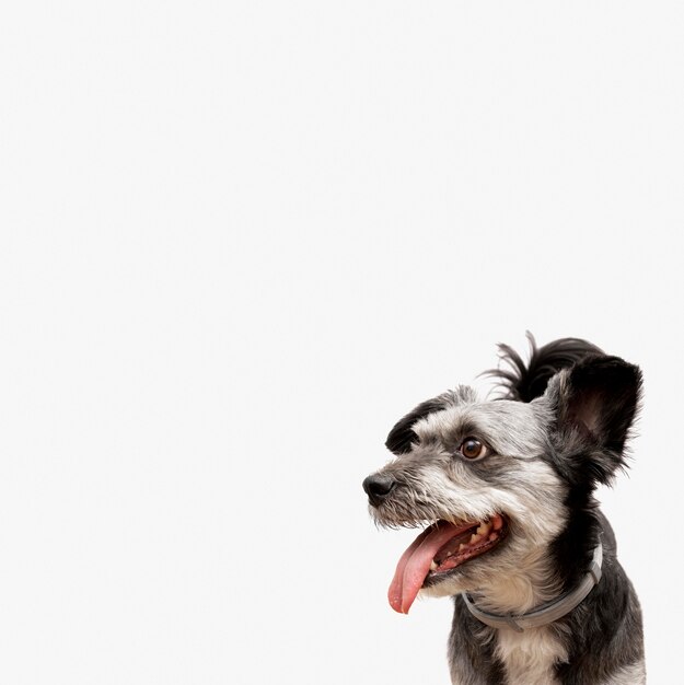 Adorável cachorrinho sem raça definida com a boca aberta olhando para a esquerda