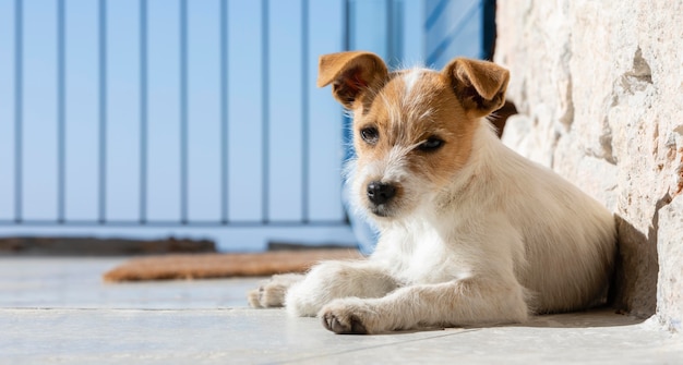 Adorável cachorro ao ar livre