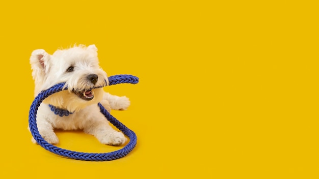 Foto grátis adorável cachorro branco isolado em amarelo