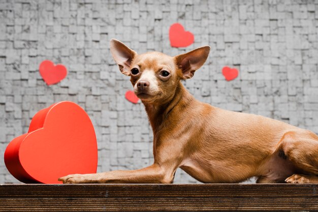 Adorável cachorro chihuahua, cercado por corações