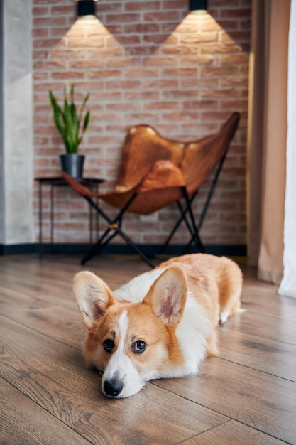 Adorável cachorro corgi deitado no chão de madeira