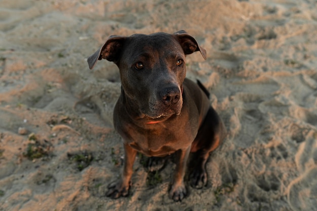Adorável cachorro pitbull na praia