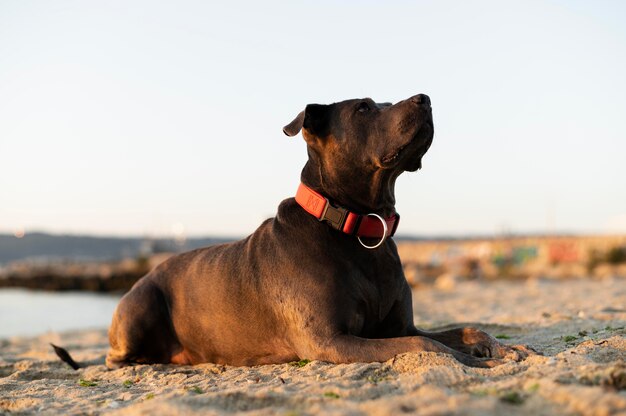 Adorável cachorro pitbull na praia