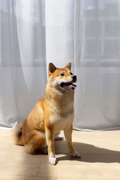 Adorável cachorro shiba inu dentro de casa