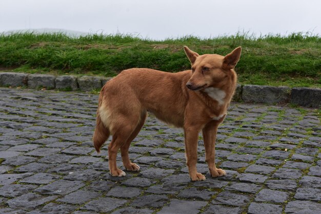 Adorável canino de raça misturada vermelho olhando por cima do ombro.