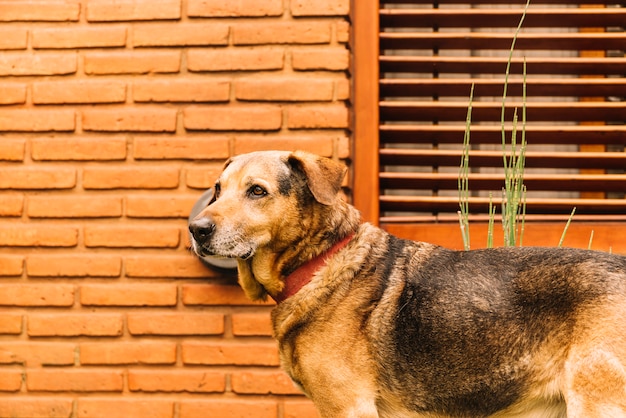 Foto grátis adorável cão a posar no jardim